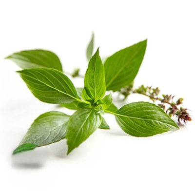 Basil Sweet Linalool Essential Oil