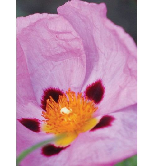 Cistus Essential Oil