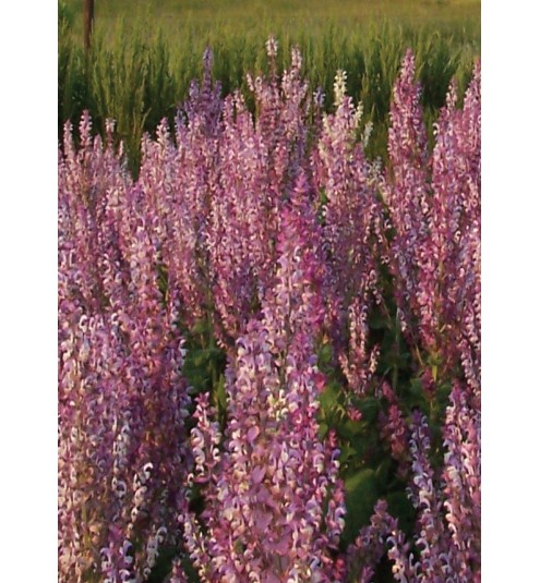 Clary Sage Bulgarian Essential Oil