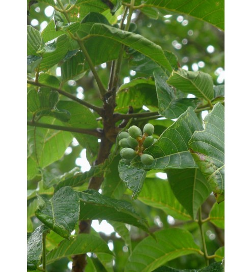 Elemi Essential Oil