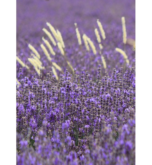 Lavender Spike Spanish Genuine Essential Oil