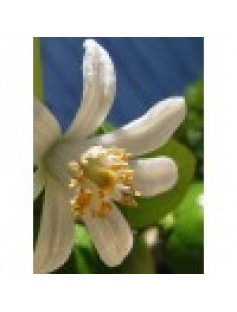 Lemon Blossom Fragrance Oil 1kg