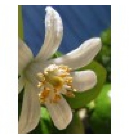 Lemon Blossom Fragrance Oil 1kg