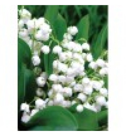 Lily of the Valley Fragrance Oil  1kg