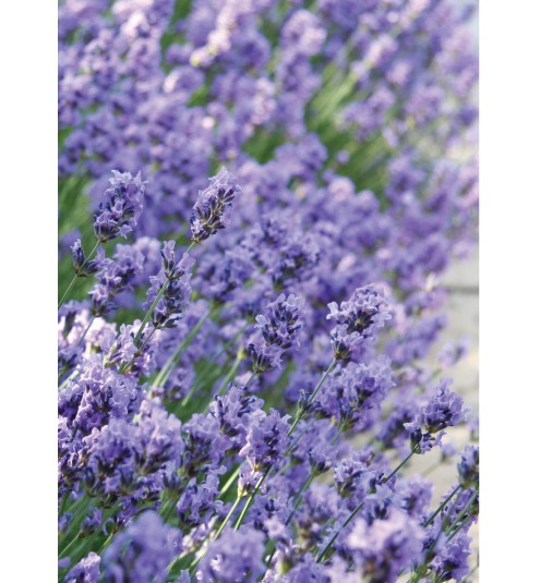 Lavender Fragrance Oil