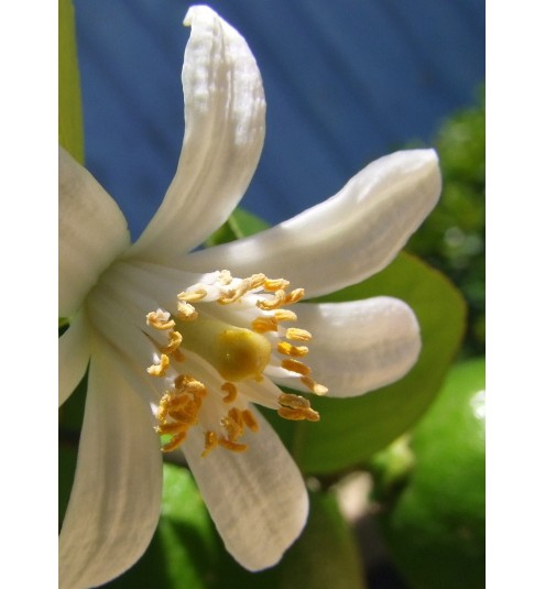 Lemon Blossom Fragrance Oil