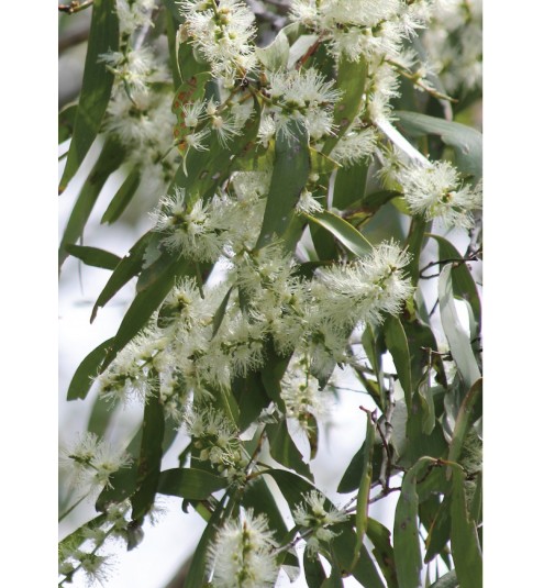 Melaleuca Ericifolia Essential Oil