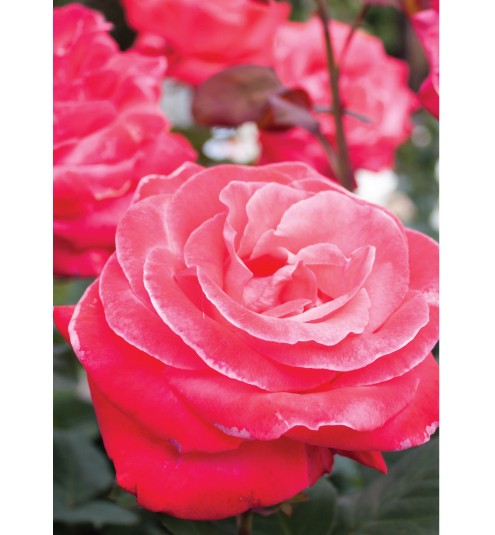 Old English Rose Fragrance Oil