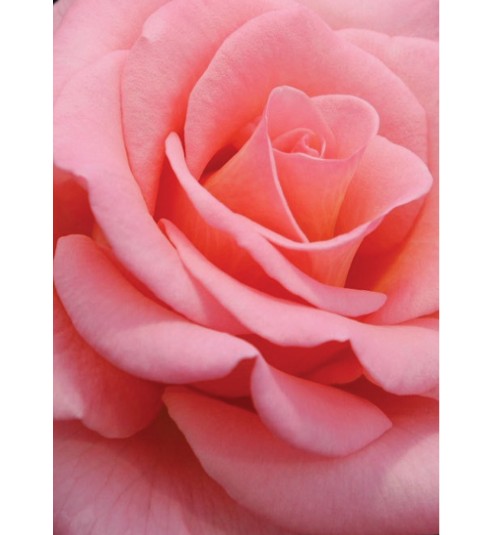 Tea Rose Fragrance Oil