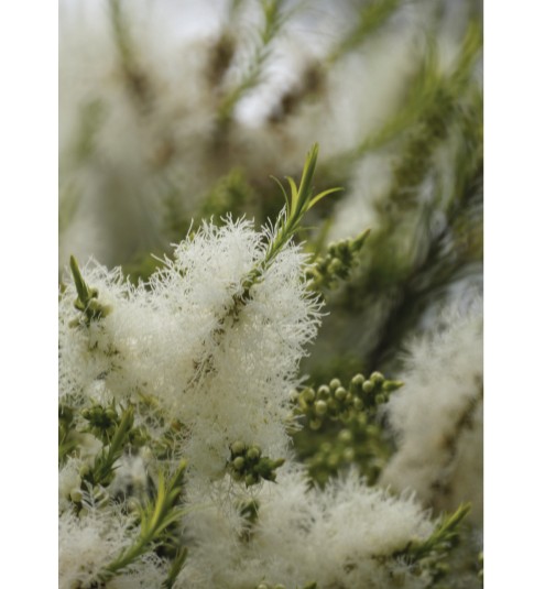 Tea Tree Bush Still Essential Oil