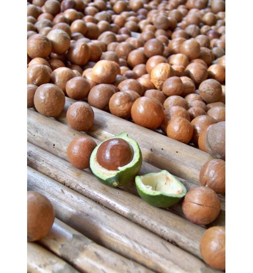 Macadamia Oil