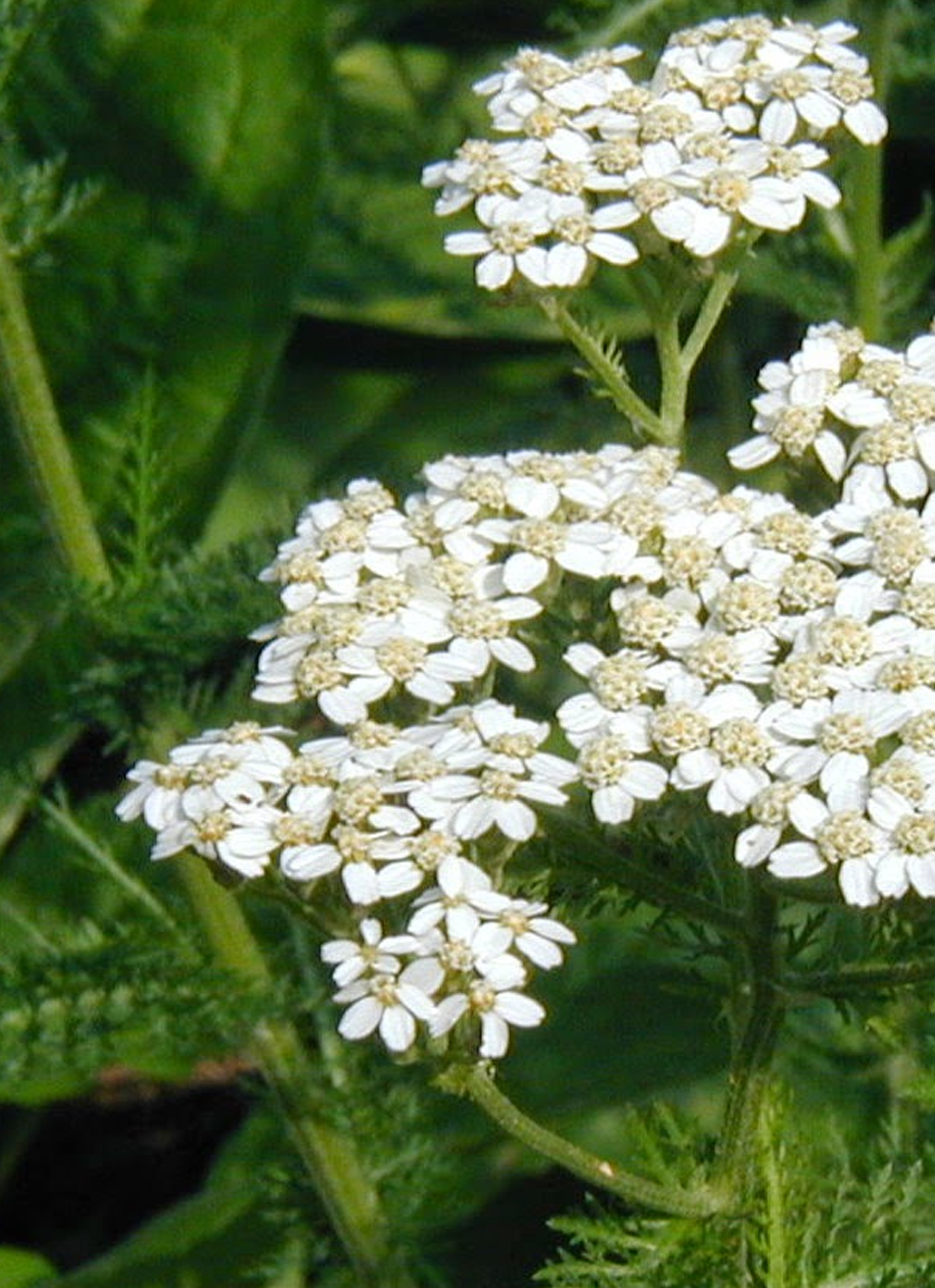 Yarrow Essential Oil